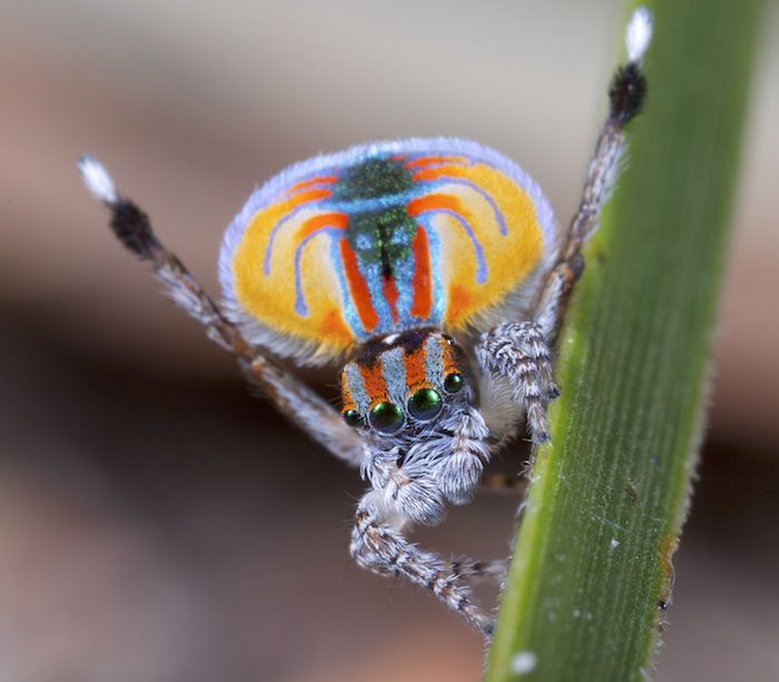 Spider Butt